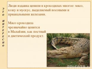 Люди издавна ценили в крокодилах многое: мясо, кожу и мускус, выделяемый носовым