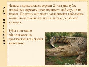 Челюсть крокодила содержит 24 острых зуба, способных держать и перекусывать добы