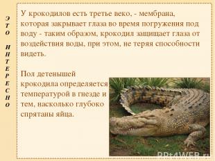 У крокодилов есть третье веко, - мембрана, которая закрывает глаза во время погр