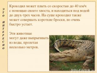 Крокодил может плыть со скоростью до 40 км/ч с помощью своего хвоста, и находить