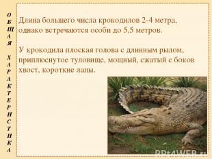 Длина большего числа крокодилов 2-4 метра, однако встречаются особи до 5,5 метро
