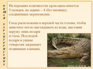 На передних конечностях крокодила имеется 5 пальцев, на задних – 4 (без мизинца)