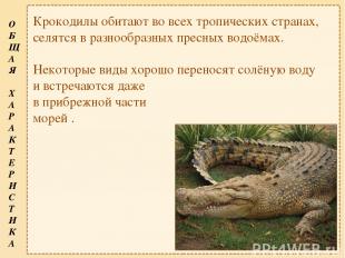 Крокодилы обитают во всех тропических странах, селятся в разнообразных пресных в