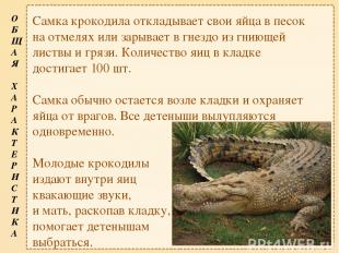Самка крокодила откладывает свои яйца в песок на отмелях или зарывает в гнездо и