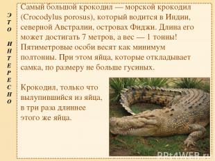 Самый большой крокодил — морской крокодил (Crocodylus porosus), который водится