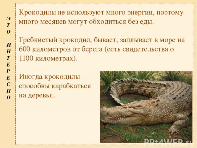 Крокодилы не используют много энергии, поэтому много месяцев могут обходиться без еды. Гребнистый крокодил, бывает, заплывает в море на 600 километров от берега (есть свидетельства о 1100 километрах). Иногда крокодилы способны карабкаться на деревья…