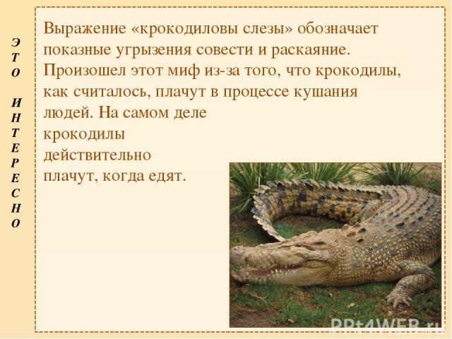 Выражение «крокодиловы слезы» обозначает показные угрызения совести и раскаяние. Произошел этот миф из-за того, что крокодилы, как считалось, плачут в процессе кушания людей. На самом деле крокодилы действительно плачут, когда едят. Э Т О И Н Т Е Р …
