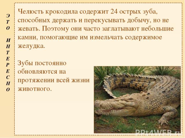 Челюсть крокодила содержит 24 острых зуба, способных держать и перекусывать добычу, но не жевать. Поэтому они часто заглатывают небольшие камни, помогающие им измельчать содержимое желудка. Зубы постоянно обновляются на протяжении всей жизни животно…