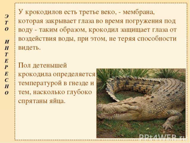 У крокодилов есть третье веко, - мембрана, которая закрывает глаза во время погружения под воду - таким образом, крокодил защищает глаза от воздействия воды, при этом, не теряя способности видеть. Пол детенышей крокодила определяется температурой в …