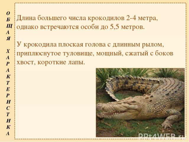 Длина большего числа крокодилов 2-4 метра, однако встречаются особи до 5,5 метров.  У крокодила плоская голова с длинным рылом, приплюснутое туловище, мощный, сжатый с боков хвост, короткие лапы.  О Б Щ А Я Х А Р А К Т Е Р И С Т И К А