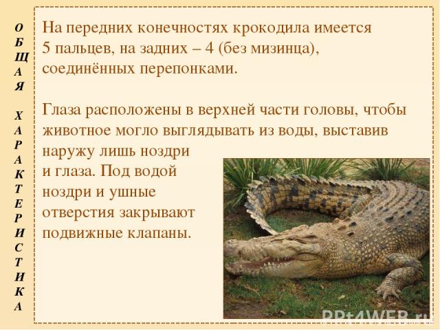 На передних конечностях крокодила имеется 5 пальцев, на задних – 4 (без мизинца), соединённых перепонками. Глаза расположены в верхней части головы, чтобы животное могло выглядывать из воды, выставив наружу лишь ноздри и глаза. Под водой ноздри и уш…