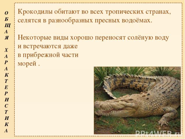 Крокодилы обитают во всех тропических странах, селятся в разнообразных пресных водоёмах. Некоторые виды хорошо переносят солёную воду и встречаются даже в прибрежной части морей . О Б Щ А Я Х А Р А К Т Е Р И С Т И К А