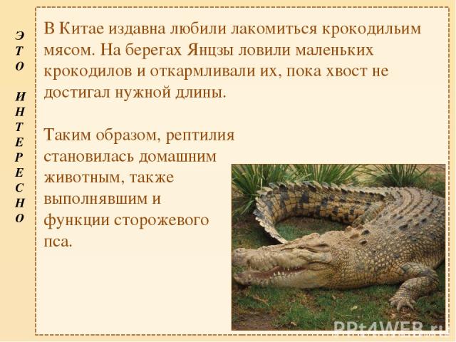 В Китае издавна любили лакомиться крокодильим мясом. На берегах Янцзы ловили маленьких крокодилов и откармливали их, пока хвост не достигал нужной длины. Таким образом, рептилия становилась домашним животным, также выполнявшим и функции сторожевого …