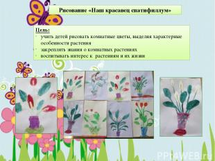 Рисование «Наш красавец спатифиллум» Цель: учить детей рисовать комнатные цветы,