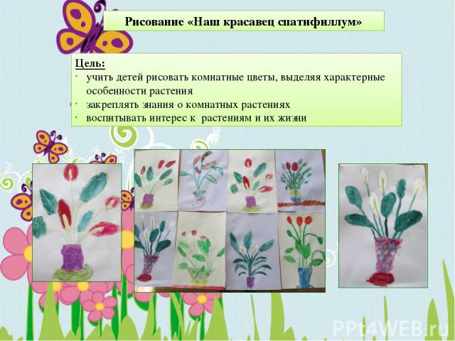 Рисование «Наш красавец спатифиллум» Цель: учить детей рисовать комнатные цветы, выделяя характерные особенности растения закреплять знания о комнатных растениях воспитывать интерес к  растениям и их жизни