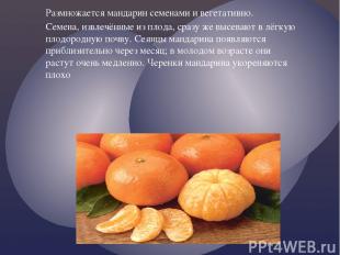 Размножается мандарин семенами и вегетативно. Семена, извлечённые из плода, сраз