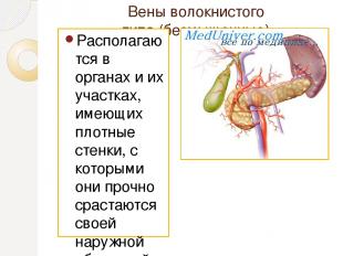 Вены волокнистого типа (безмышечные) Располагаются в органах и их участках, имею