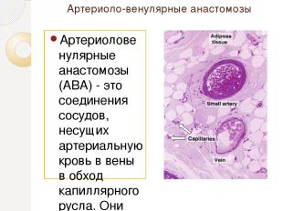 Артериоло-венулярные анастомозы Артериоловенулярные анастомозы (ABA) - это соеди
