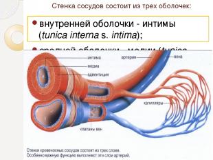 Стенка сосудов состоит из трех оболочек: внутренней оболочки - интимы (tunica in