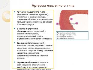 Артерии мышечного типа Артерии мышечного типа (бедренная, плечевая, лучевая ) -