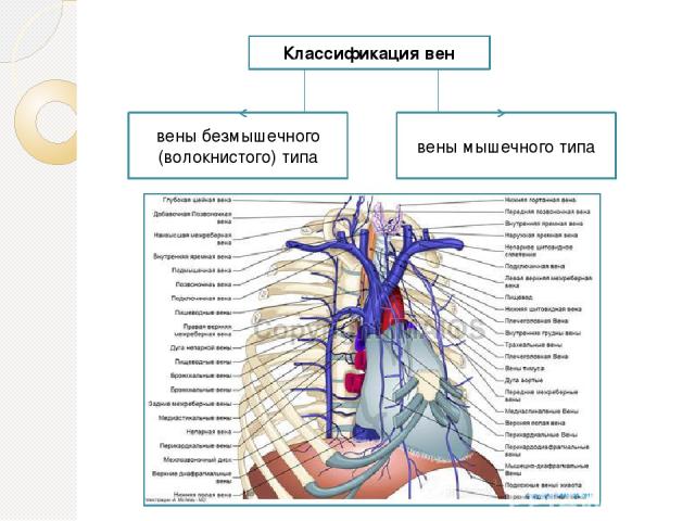 Классификация вен вены безмышечного (волокнистого) типа вены мышечного типа