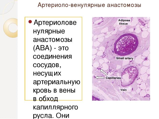 Артериоло-венулярные анастомозы Артериоловенулярные анастомозы (ABA) - это соединения сосудов, несущих артериальную кровь в вены в обход капиллярного русла. Они обнаружены почти во всех органах. Различают две группы анастомозов: истинные ABA (или шу…