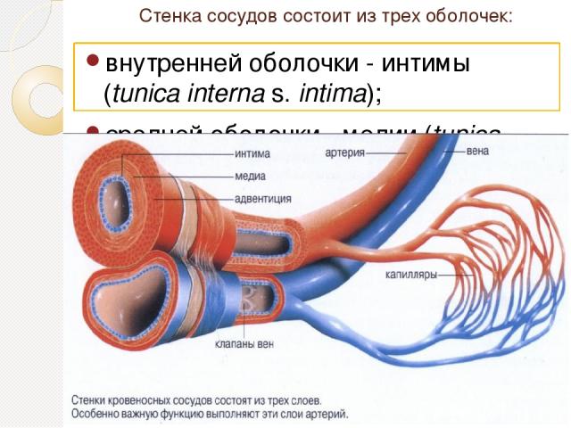 Стенка сосудов состоит из трех оболочек: внутренней оболочки - интимы (tunica interna s. intima); средней оболочки - медии (tunica media); наружной оболочки - адвентиции (tunica externa s. adventitia).