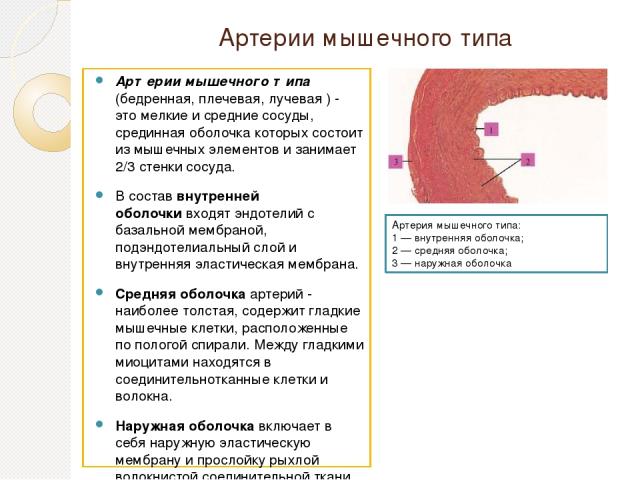 Артерии мышечного типа Артерии мышечного типа (бедренная, плечевая, лучевая ) - это мелкие и средние сосуды, срединная оболочка которых состоит из мышечных элементов и занимает 2/3 стенки сосуда. В состав внутренней оболочки входят эндотелий с базал…