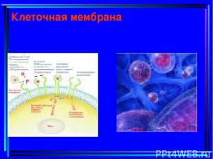 Клеточная мембрана