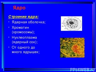 Ядро Строение ядра: Ядерная оболочка; Хроматин (хромосомы); Нуклеоплазма (ядерны