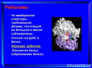 Рибосомы Не мембранная структура, грибовидной формы, состоящей из большой и мало