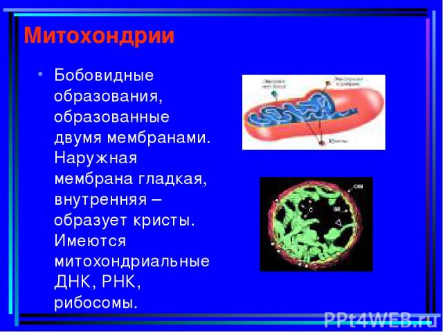 Митохондрии Бобовидные образования, образованные двумя мембранами. Наружная мембрана гладкая, внутренняя – образует кристы. Имеются митохондриальные ДНК, РНК, рибосомы.