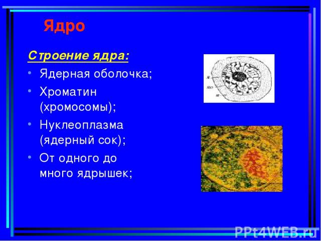 Ядро Строение ядра: Ядерная оболочка; Хроматин (хромосомы); Нуклеоплазма (ядерный сок); От одного до много ядрышек;