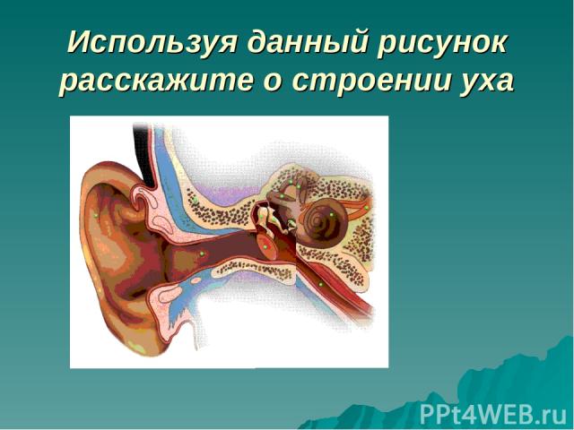 Используя данный рисунок расскажите о строении уха