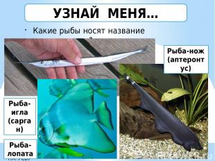 Какие рыбы носят название инструментов? УЗНАЙ МЕНЯ… Рыба-игла (сарган) Рыба-нож