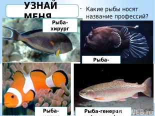 УЗНАЙ МЕНЯ… Какие рыбы носят название профессий? Рыба-хирург Рыба-удильщик Рыба-