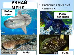 УЗНАЙ МЕНЯ… Названия каких рыб связаны с астрономией? Рыба-луна Рыба-звездочет Р