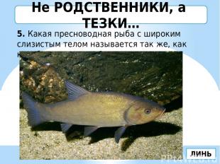 5. Какая пресноводная рыба с широким слизистым телом называется так же, как кора