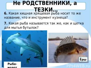 6. Какая хищная хрящевая рыба носит то же название, что и инструмент кузнеца? 7.