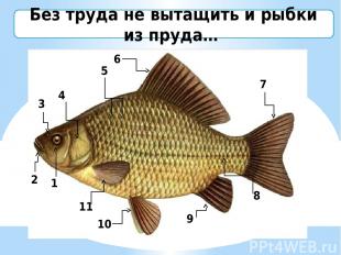 Без труда не вытащить и рыбки из пруда… 1 2 3 4 5 6 8 9 10 11 7 Задание - Поясни