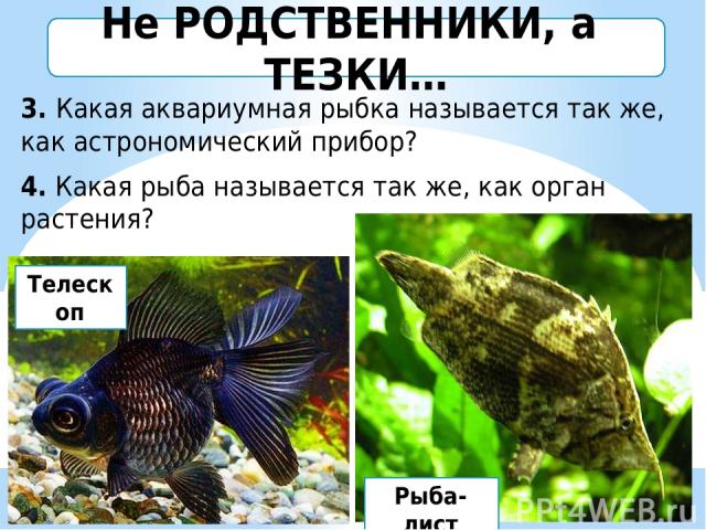 3. Какая аквариумная рыбка называется так же, как астрономический прибор? 4. Какая рыба называется так же, как орган растения? Рыба-лист Не РОДСТВЕННИКИ, а ТЕЗКИ… Бобкова Т.А. УСВУ Телескоп