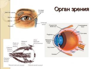 Орган зрения