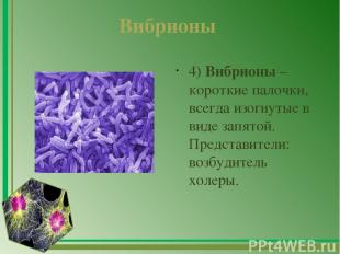 Вибрионы  4) Вибрионы – короткие палочки, всегда изогнутые в виде запятой. Предс