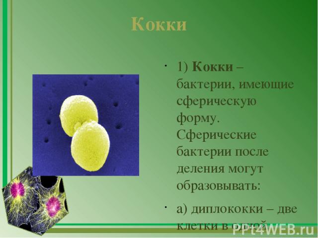 Кокки 1) Кокки – бактерии, имеющие сферическую форму. Сферические бактерии после деления могут образовывать: а) диплококки – две клетки в одной капсуле. Представители: пневмококк - возбудитель пневмонии; б) стрептококки – образованны кокками в виде …