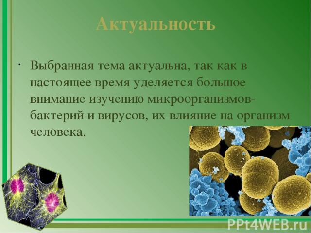 Актуальность Выбранная тема актуальна, так как в настоящее время уделяется большое внимание изучению микроорганизмов- бактерий и вирусов, их влияние на организм человека.