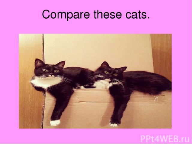 Compare these cats.