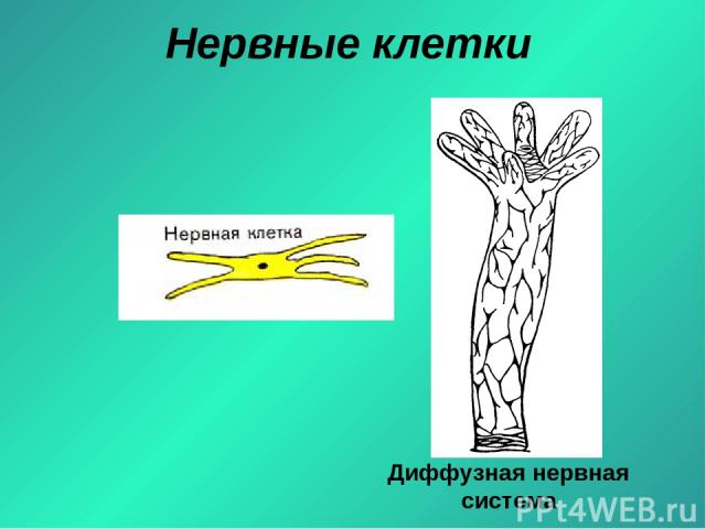 Нервные клетки Диффузная нервная система