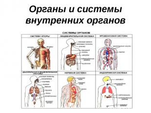 Органы и системы внутренних органов
