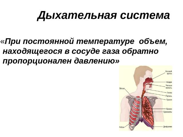 Дыхательная система «При постоянной температуре объем, находящегося в сосуде газа обратно пропорционален давлению»
