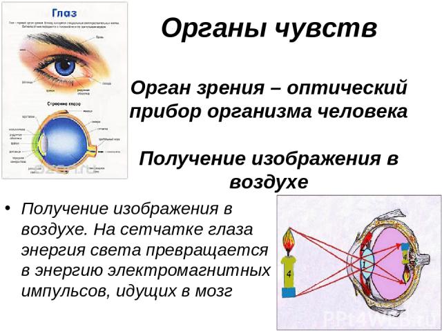 Органы чувств Орган зрения – оптический прибор организма человека Получение изображения в воздухе Получение изображения в воздухе. На сетчатке глаза энергия света превращается в энергию электромагнитных импульсов, идущих в мозг